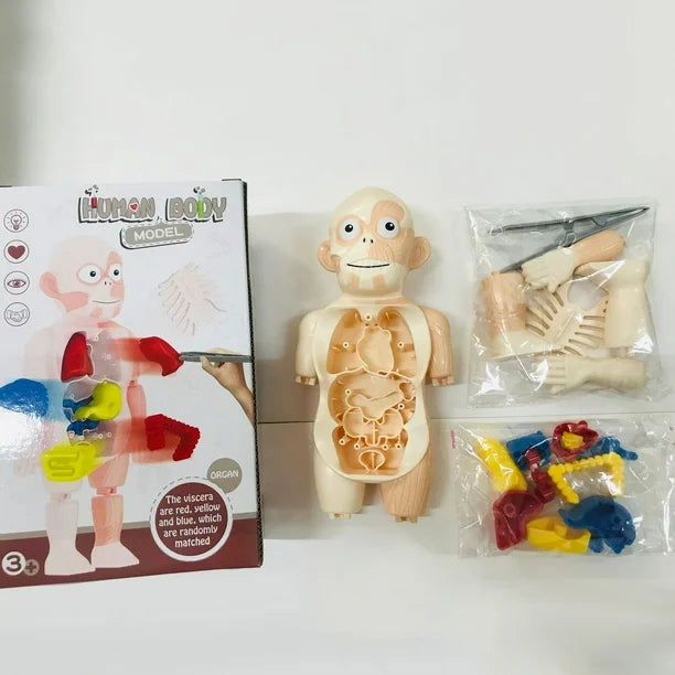 Modèle 3D Anatomique – Aide pédagogiques éducatifs Réelle aux Cours de Sciences pour Enfants (5ans+)